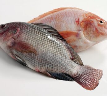 Tilapia (Small Box)