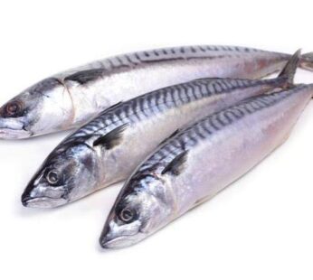 Markerel Fish